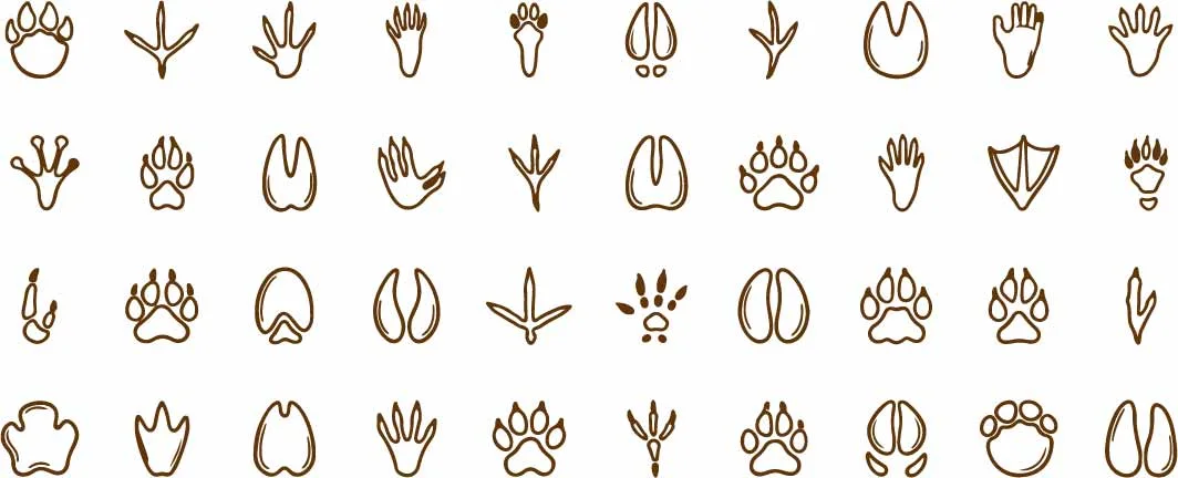 Wildlife Animal Tracks And Bird Paw Prints Set Free Vector