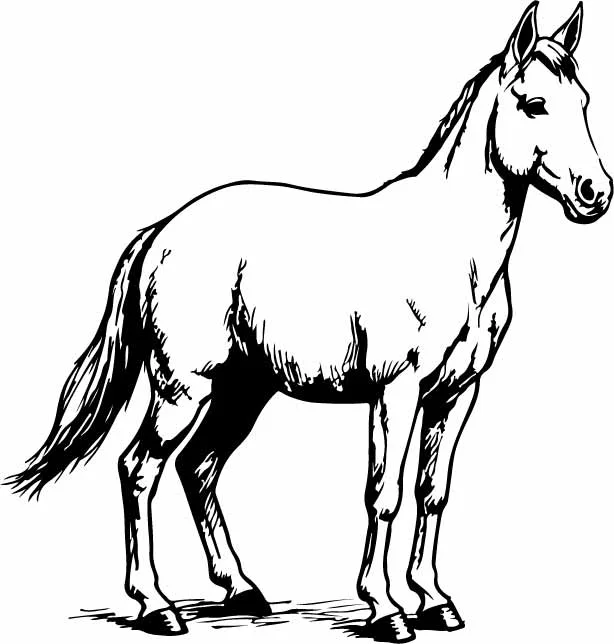Hand Drawn Farm Horse Standing Sketch Illustration Free Vector