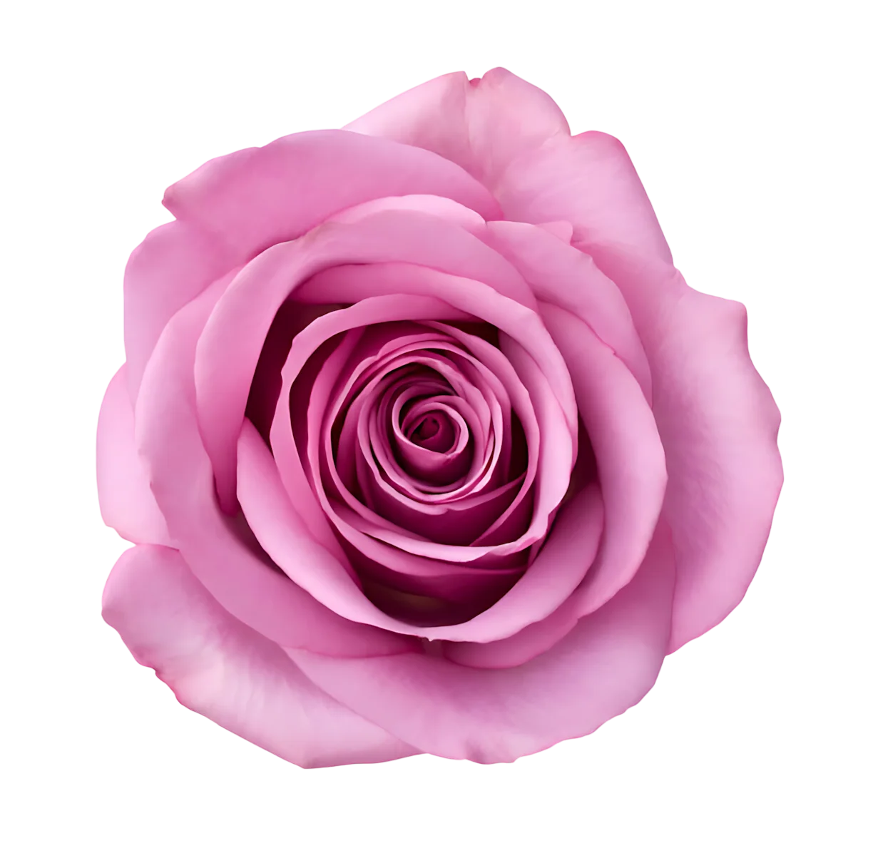 Lavender Purple Garden Rose Flower Blossom Cutout Free PNG