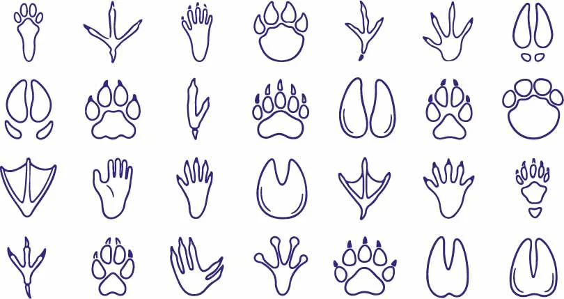 Animal Tracks And Wildlife Paw Prints Line Art Doodles Free Vector
