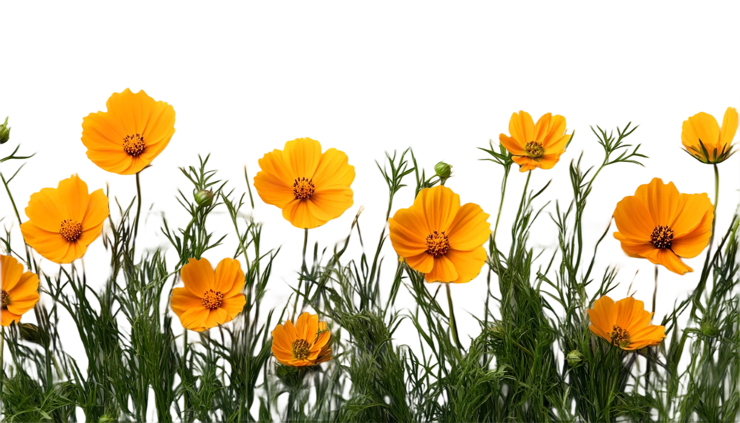 Bright Yellow Orange Cosmos Wildflowers Meadow Free PNG