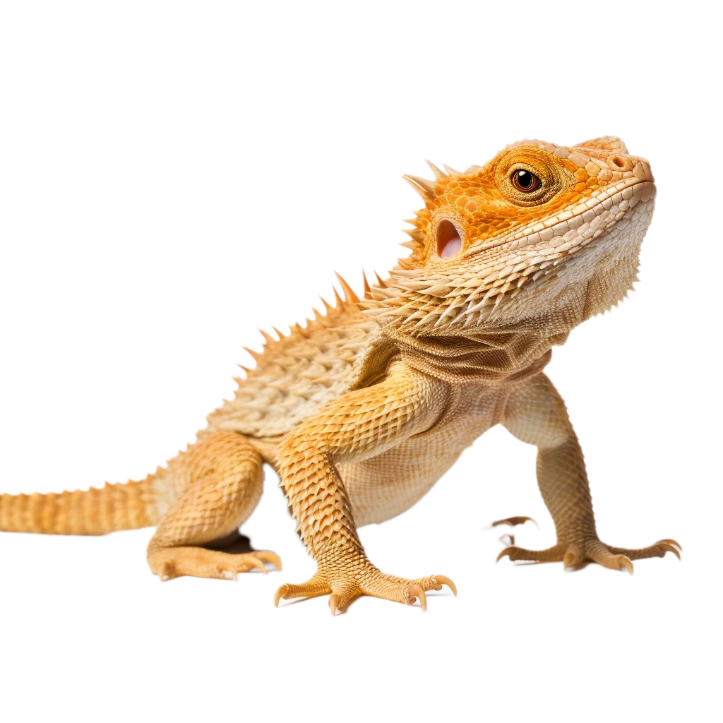 Bearded Dragon Lizard Crawling Side View Free PNG