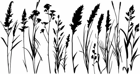 Wild Meadow Grass Stems Free Vector Landscape Art