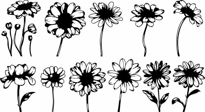 Blooming Sunflower Daisy Flower Heads Botanical Line Art Free Vector