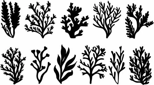 Black Seaweed Silhouette Shapes And Marine Coral Reef Free Vector