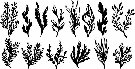Hand Drawn Botanical Leaves And Seaweed Plant Sketches Free Vector