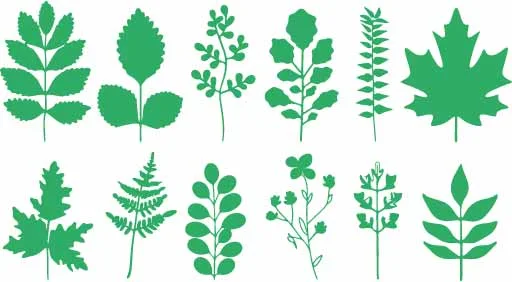 Green Botanical Herb Foliage And Leaf Sprig Branches Free Vector