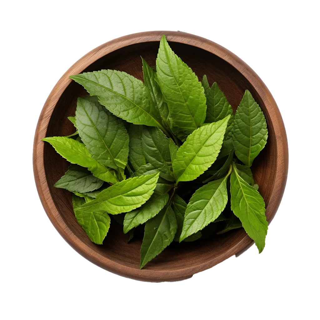Fresh Green Tea Leaves in Wooden Bowl Free PNG