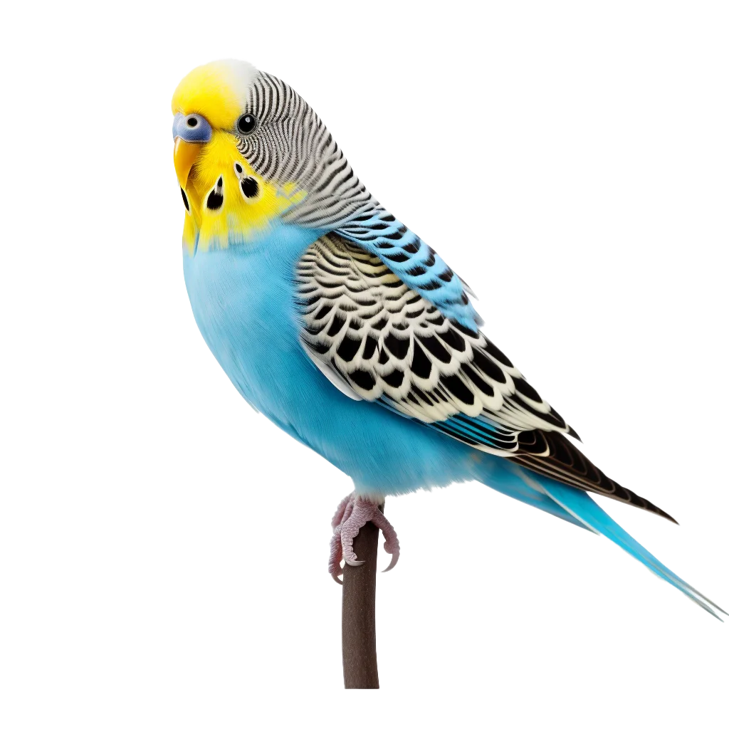 Blue Budgie Parakeet Perched Profile Avian Free PNG