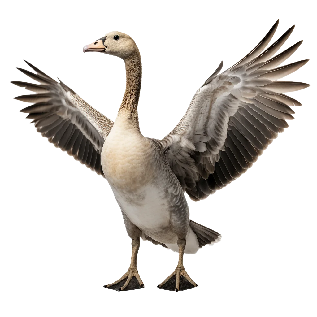 Wild Goose Standing With Outstretched Open Wings Free PNG
