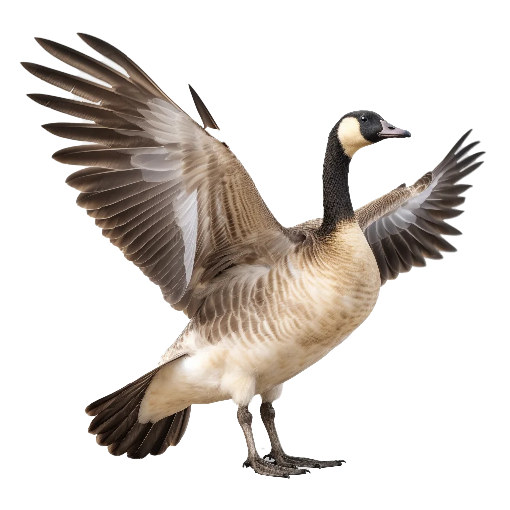 Canada Goose Flying With Open Wings Avian Free PNG