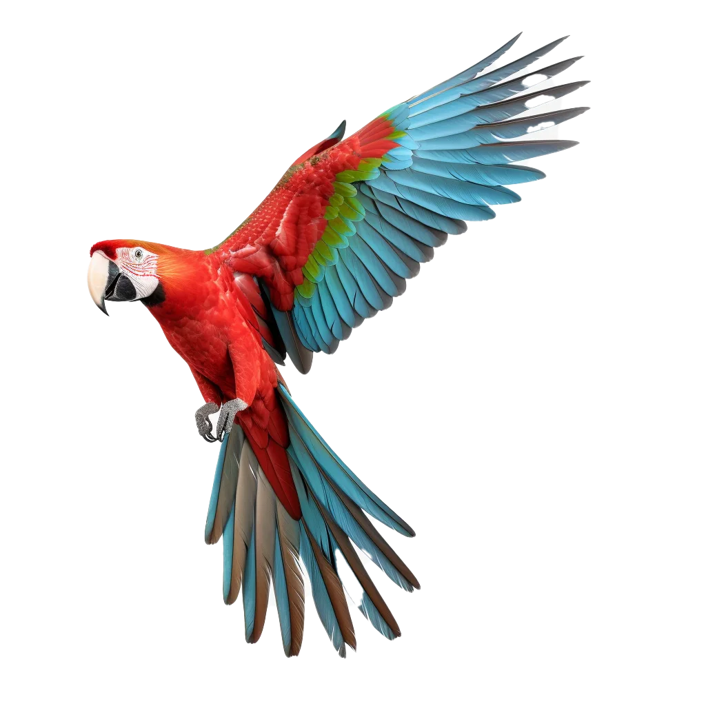 Flying Scarlet Macaw Parrot With Outstretched Wings Free PNG