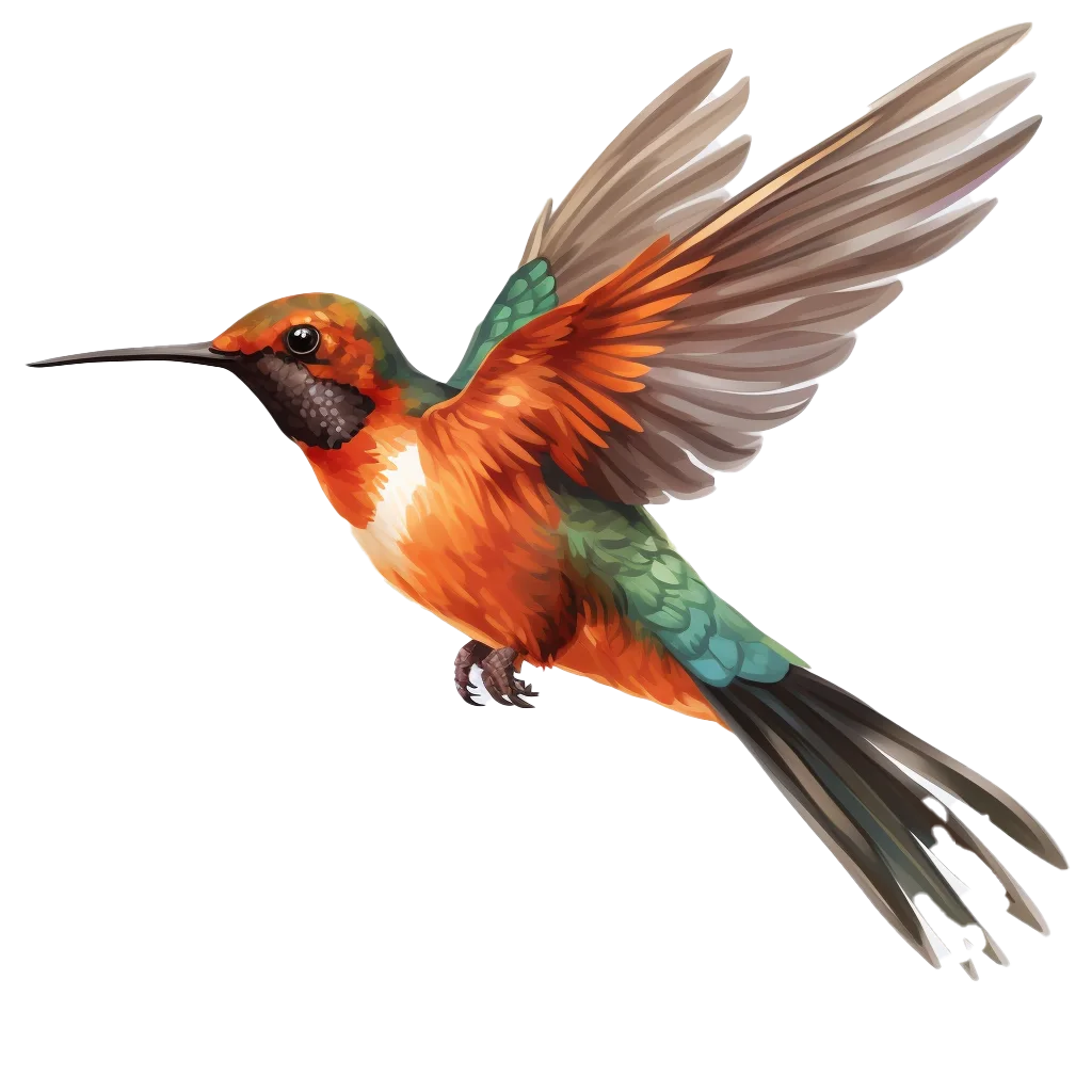 Flying Colorful Hummingbird Bird In Flight Free PNG