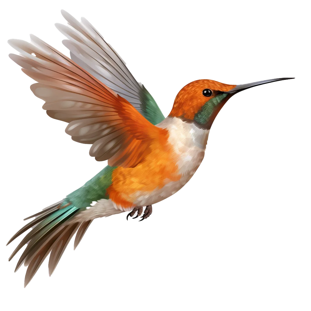 Orange Breasted Hummingbird Flying In Flight Free PNG