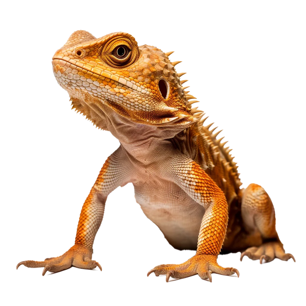 Australian Bearded Dragon Lizard Reptile Cutout Free PNG