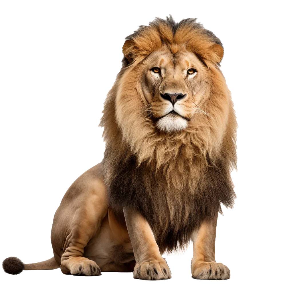 Majestic Male African Lion Standing Alert Wildlife Free PNG