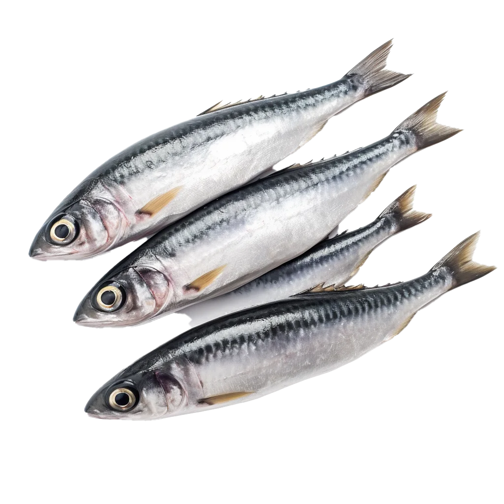 Fresh Whole Sardine Mackerel Fish Seafood Cutout Free PNG