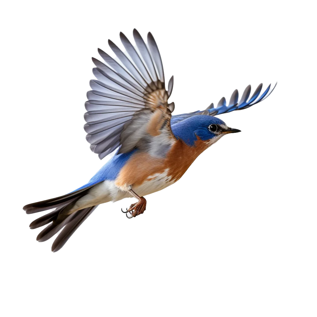Eastern Bluebird Flying With Spread Wings Avian Art Free PNG