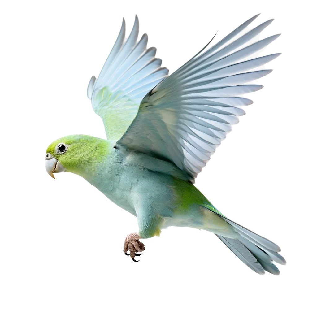 Green Parakeet Gliding with Open Wings Flight Free PNG