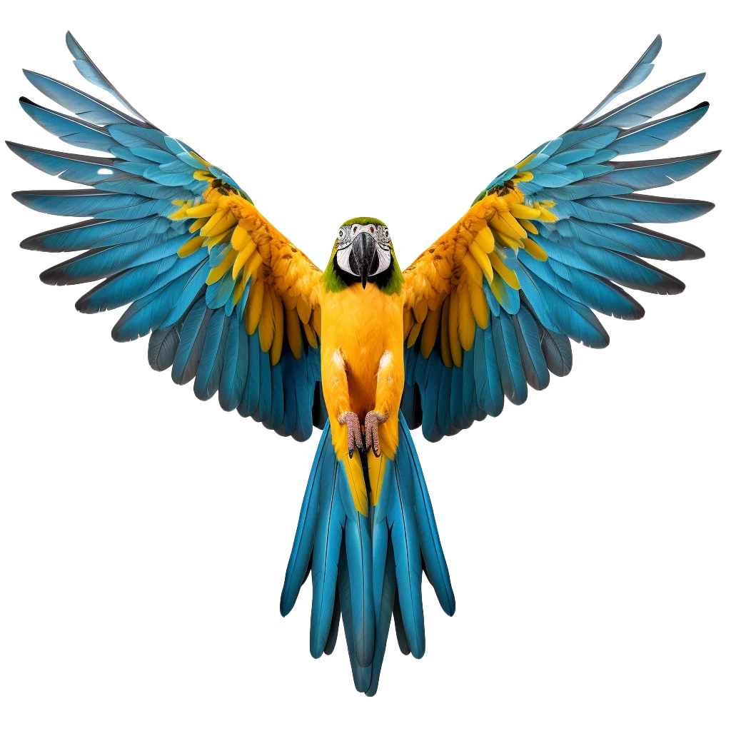 Blue and Yellow Macaw Parrot Gliding Free PNG