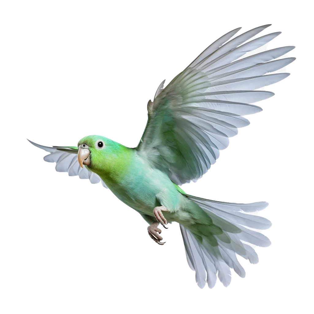 Light Green Parakeet Flying in Mid Air Wings Free PNG