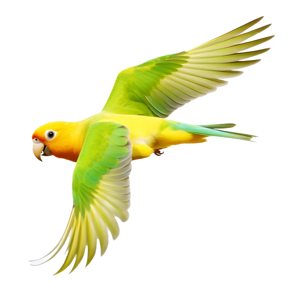 Yellow and Green Conure Flying Free PNG