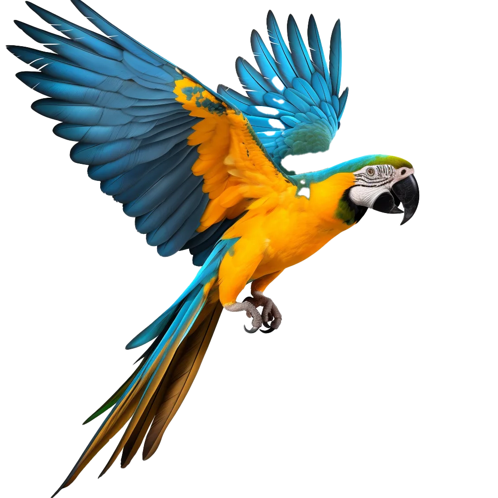Flying Macaw Parrot Wings Spread Free PNG