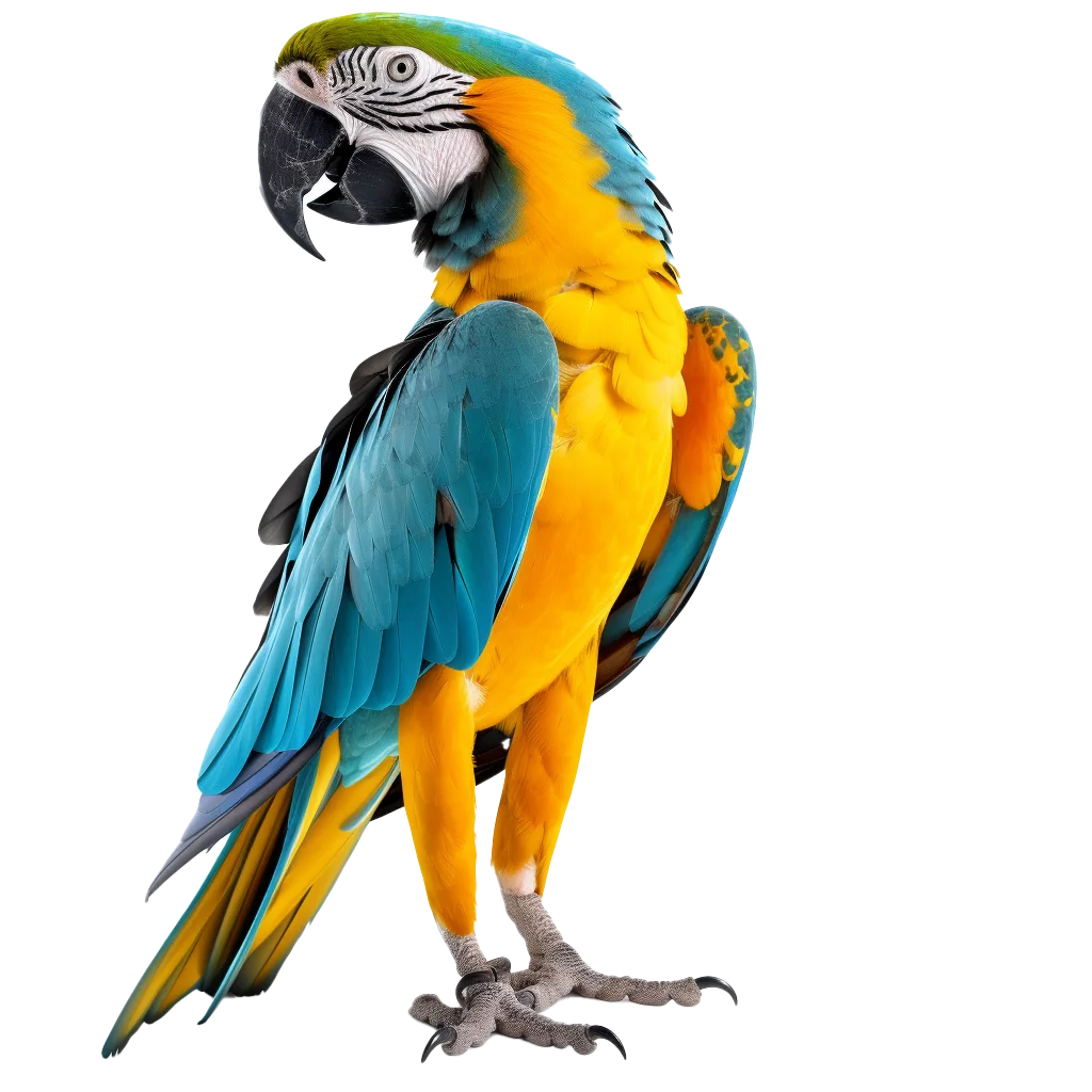 Blue and Gold Macaw Perched Free PNG