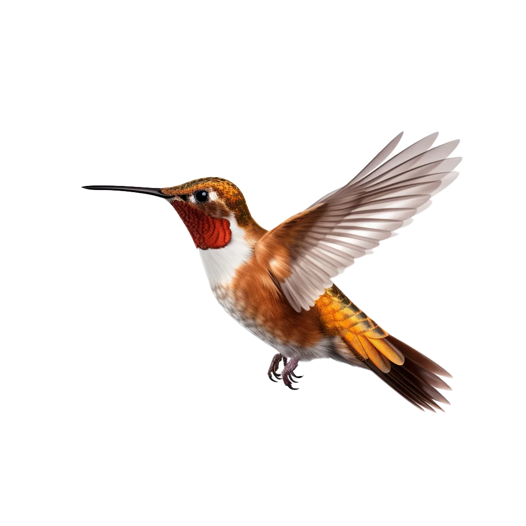 European Robin Redbreast Songbird Wildlife Free PNG