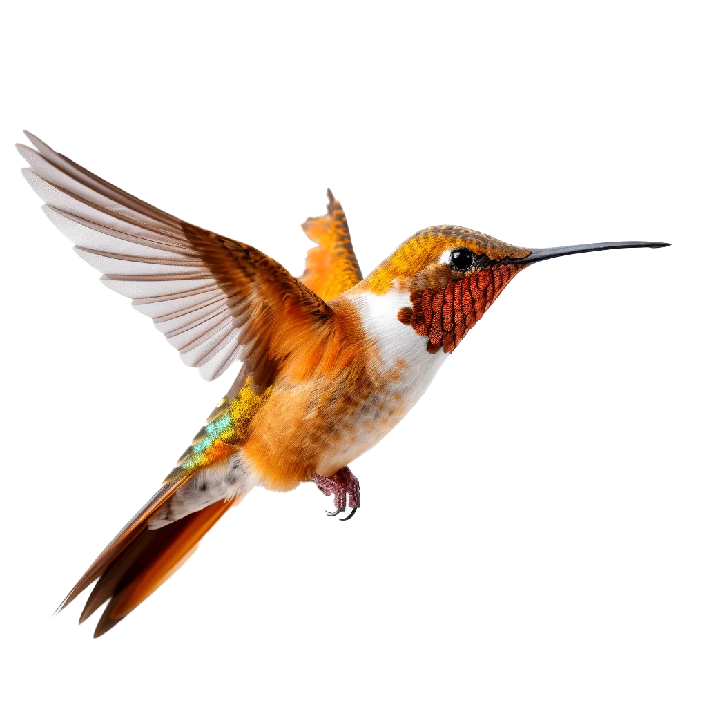 Hovering Rufous Hummingbird Flying Wildlife Free PNG