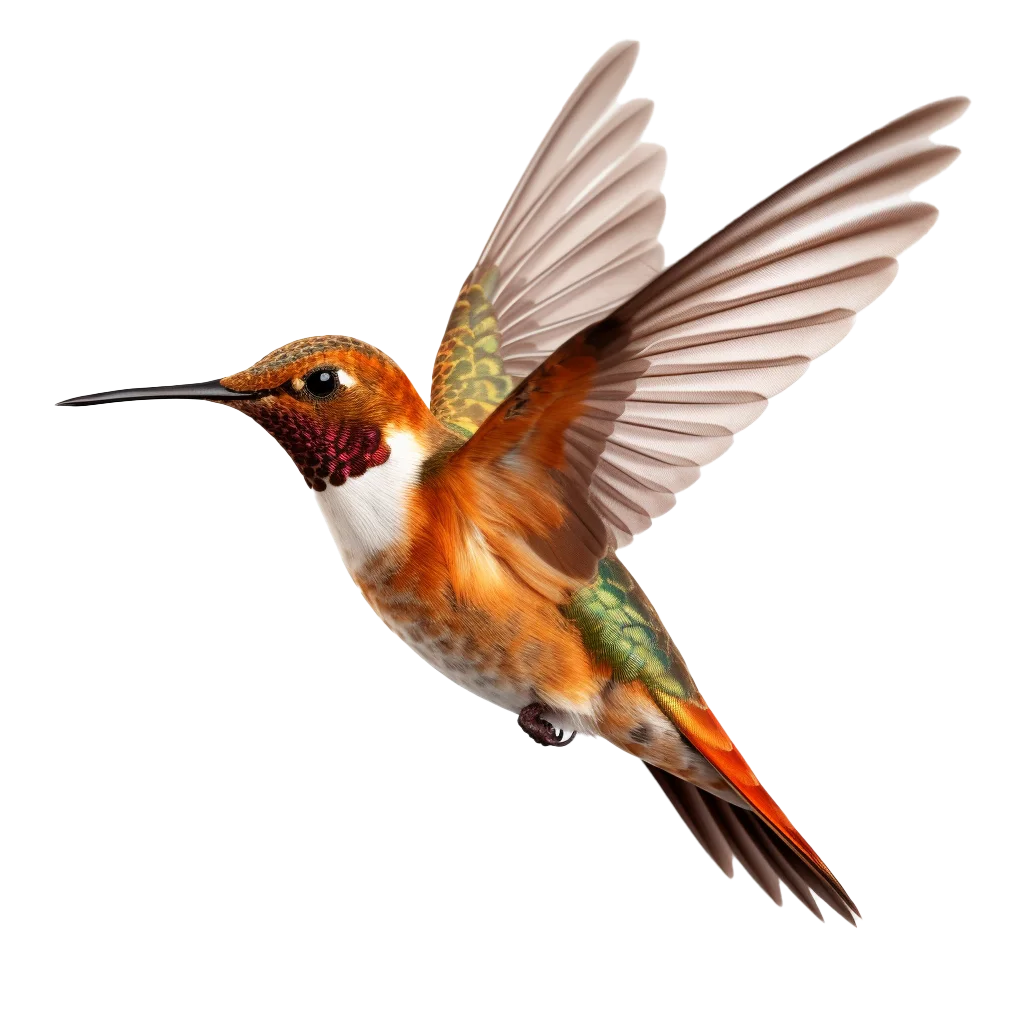 Flying Rufous Hummingbird Bird Wildlife Free PNG