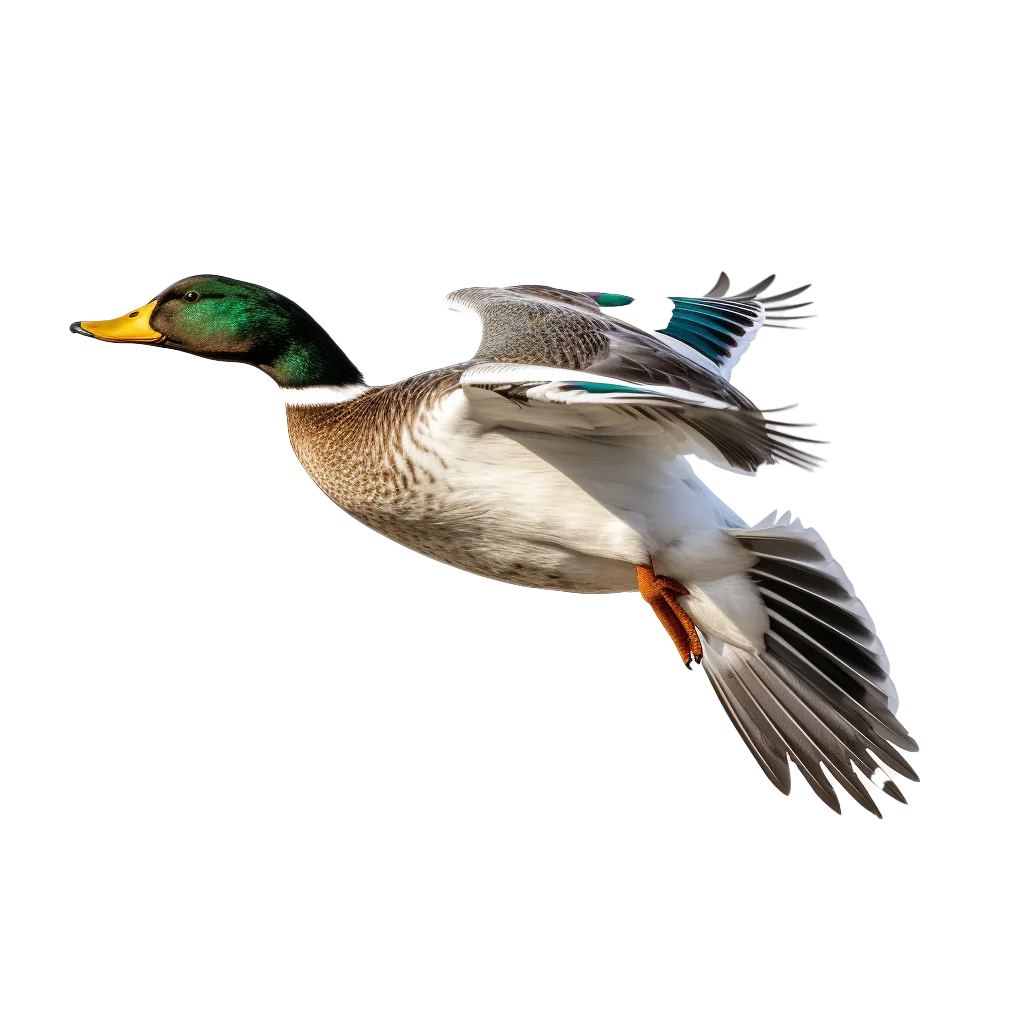 Flying Drake Mallard Duck Gliding Wings Spread Free PNG
