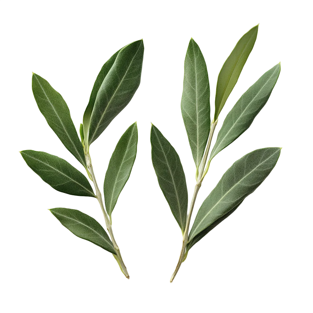Fresh Green Olive Branches Foliage Leaves Free PNG