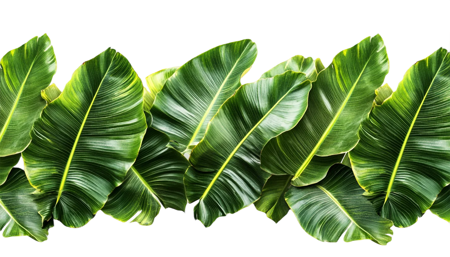 Lush Green Banana Leaves Tropical Foliage Free PNG