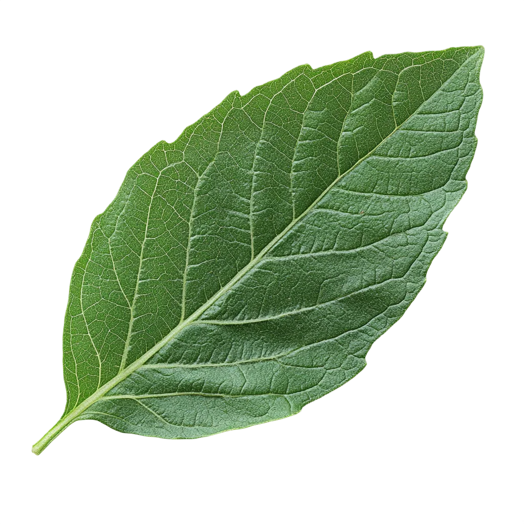 Single Fresh Green Basil Herbal Leaf Free PNG