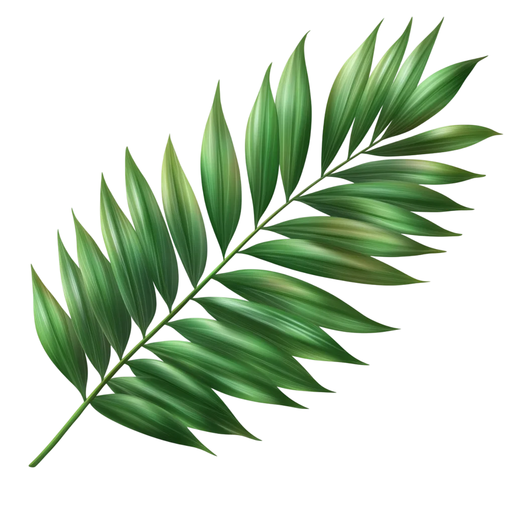 Green Areca Palm Frond Leaf Tropical Foliage Free PNG
