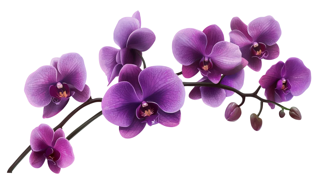 Deep Purple Orchid Flower Blossoms on Dark Stem Free PNG