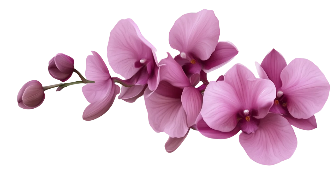 Purple Phalaenopsis Orchid Flowers Branch Cutout Free PNG