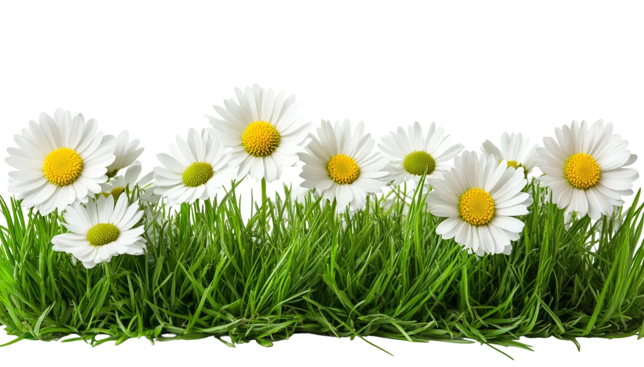 White Daisy Flowers in Fresh Green Lawn Grass Free PNG