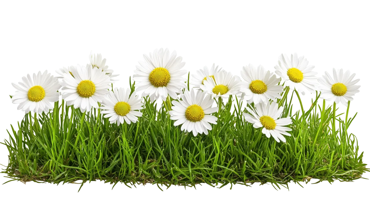 Fresh Green Lawn Grass Border with White Daisies Free PNG