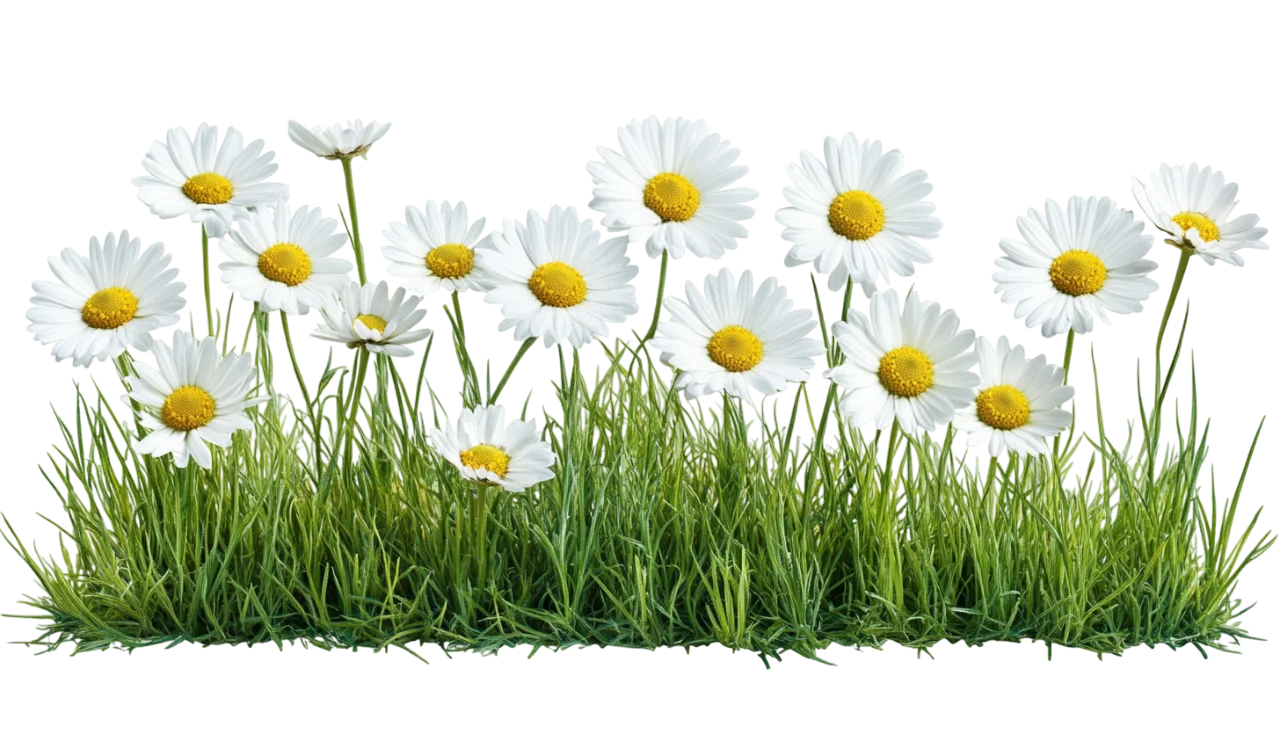 Wild White Daisy Flowers and Green Lawn Grass Free PNG