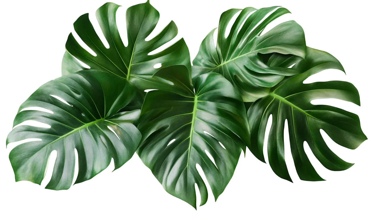 Large Monstera Leaf Cluster Tropical Foliage Free PNG
