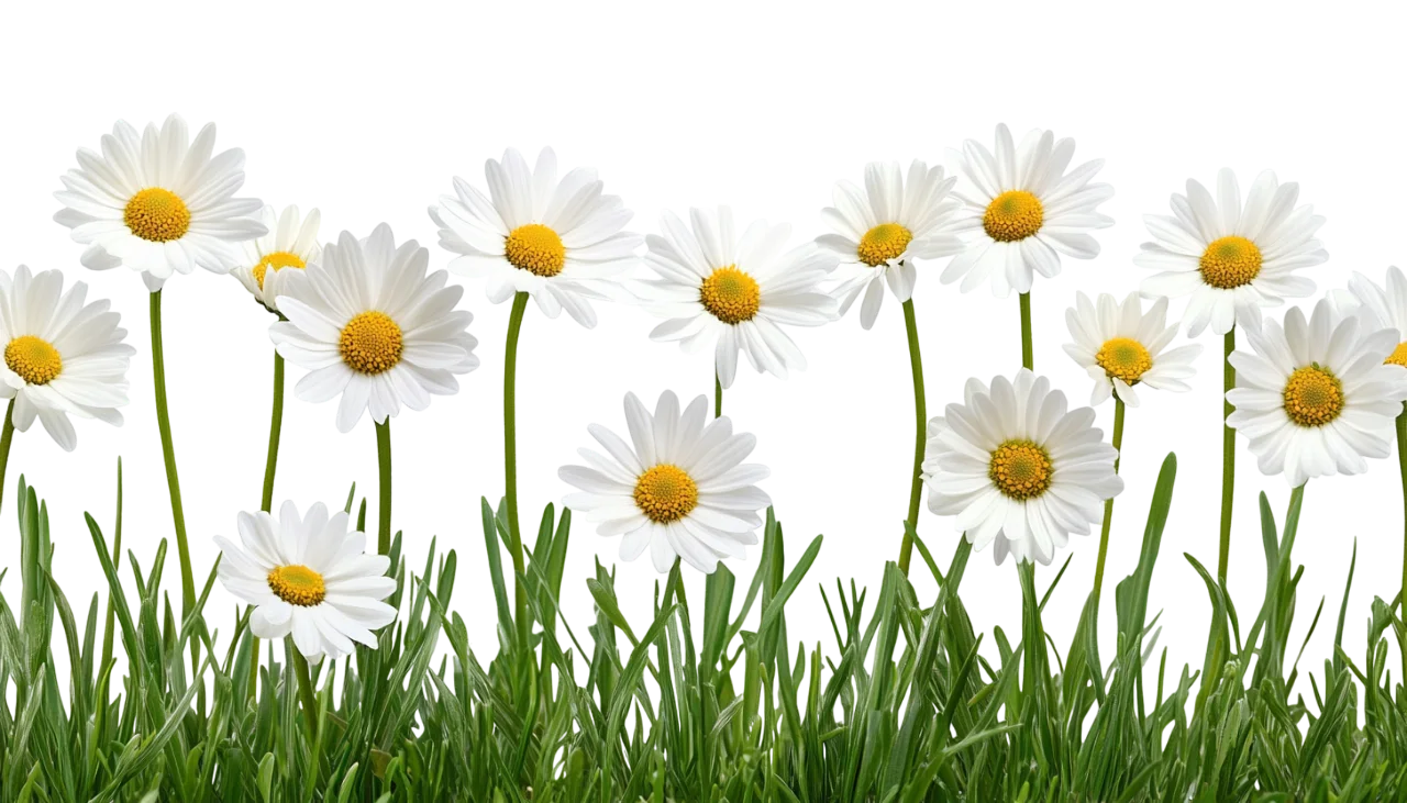 Tall White Daisies in Fresh Green Meadow Grass Free PNG