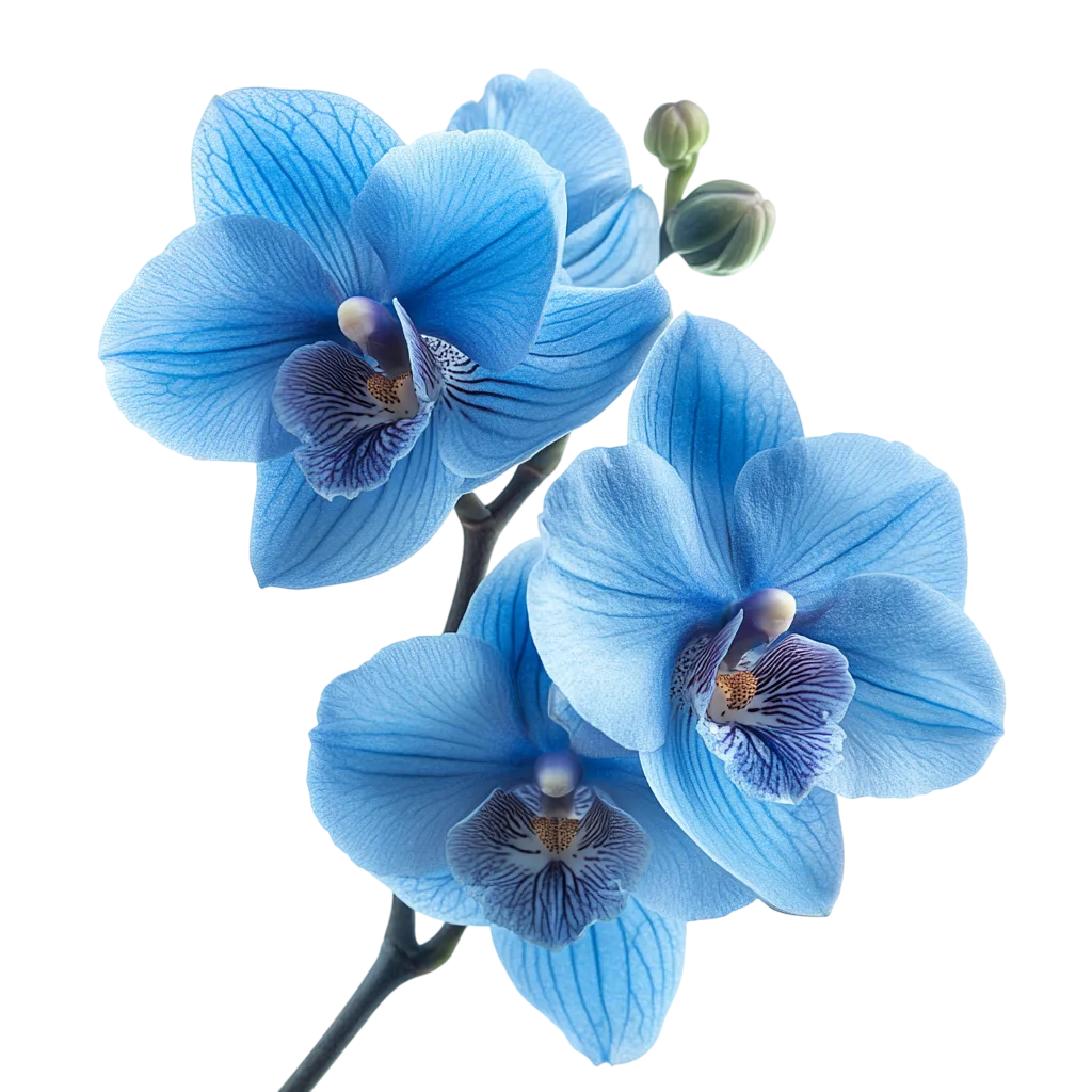 Vibrant Blue Orchid Flower Blossom Sprig Cutout Free PNG