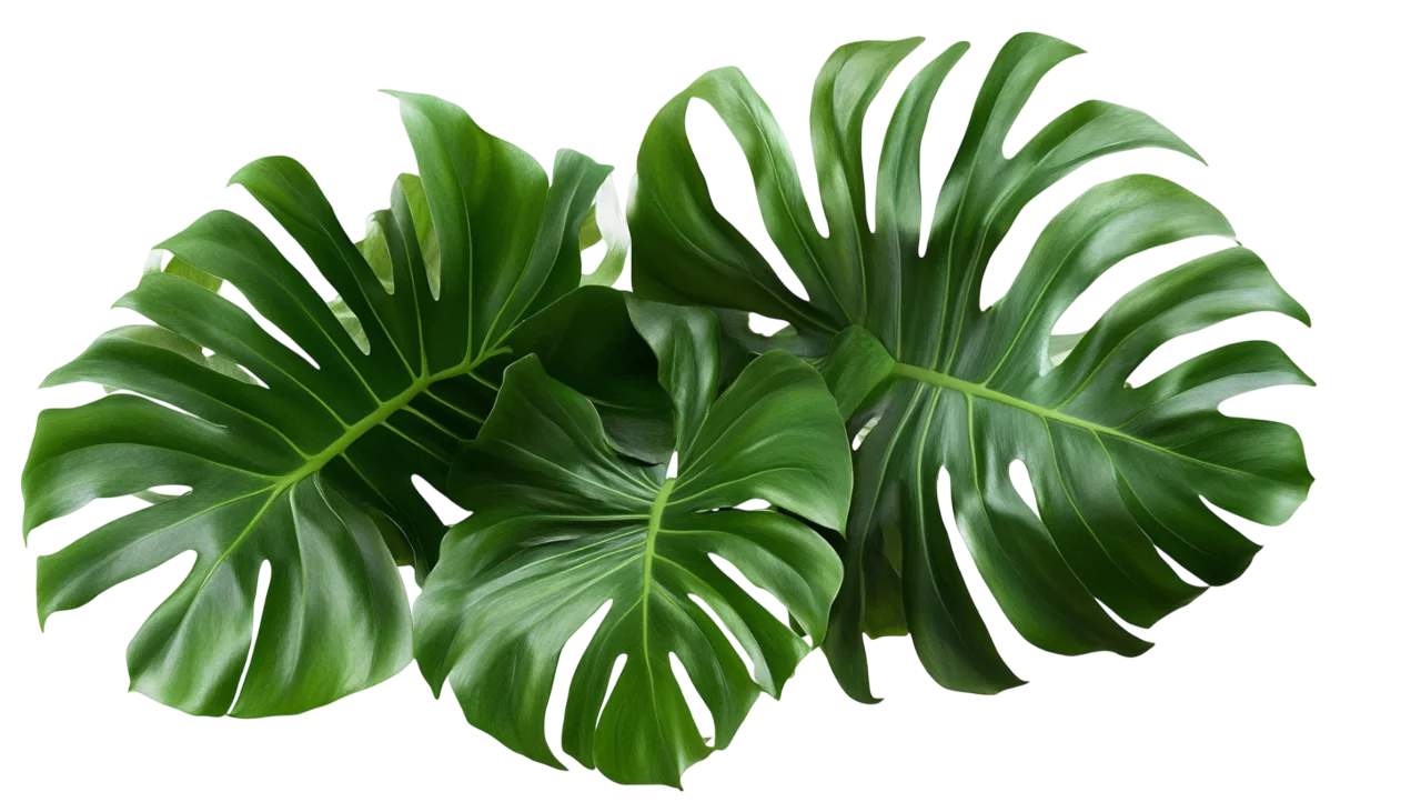 Tropical Monstera Green Leaves Branch Foliage Free PNG