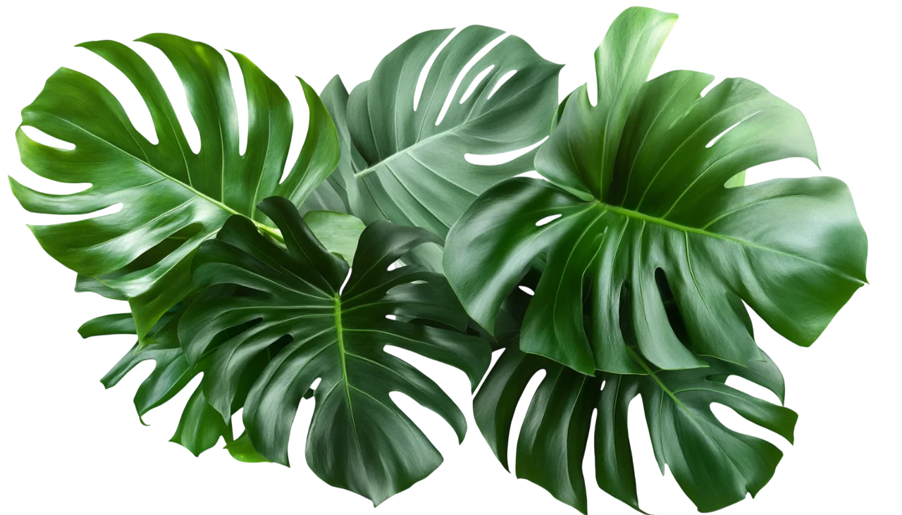 Monstera Leaf Branch Corner Foliage Greenery Free PNG