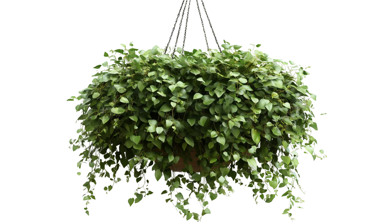 Hanging Fern Basket Potted Greenery Plant Free PNG