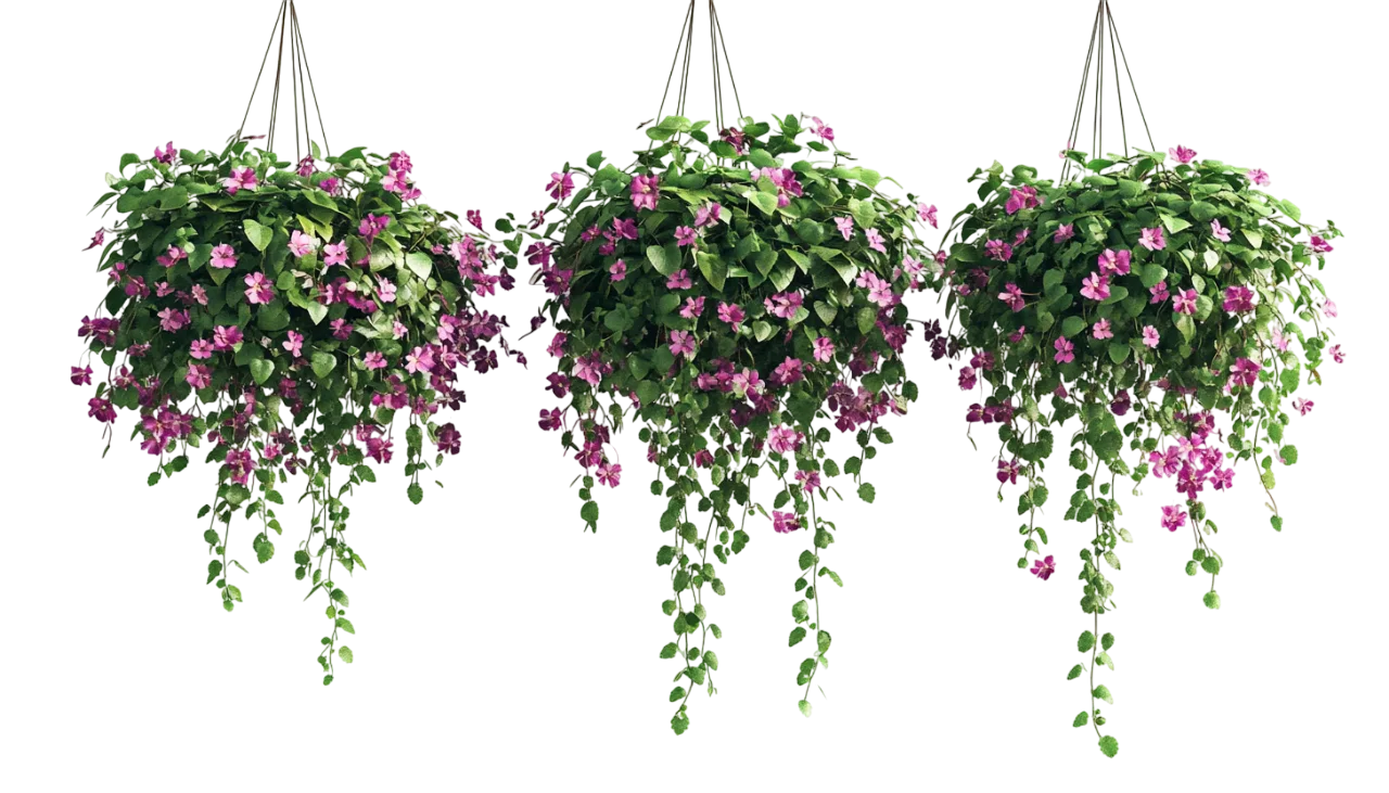 Hanging Flower Baskets Patio Plant Decor Free PNG