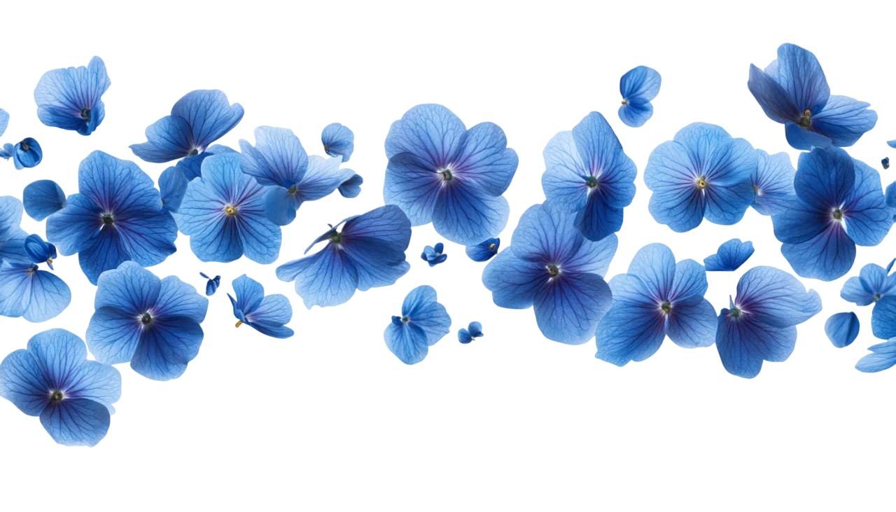 Blue Hydrangea Flower Blossoms Hanging Top Border Free PNG