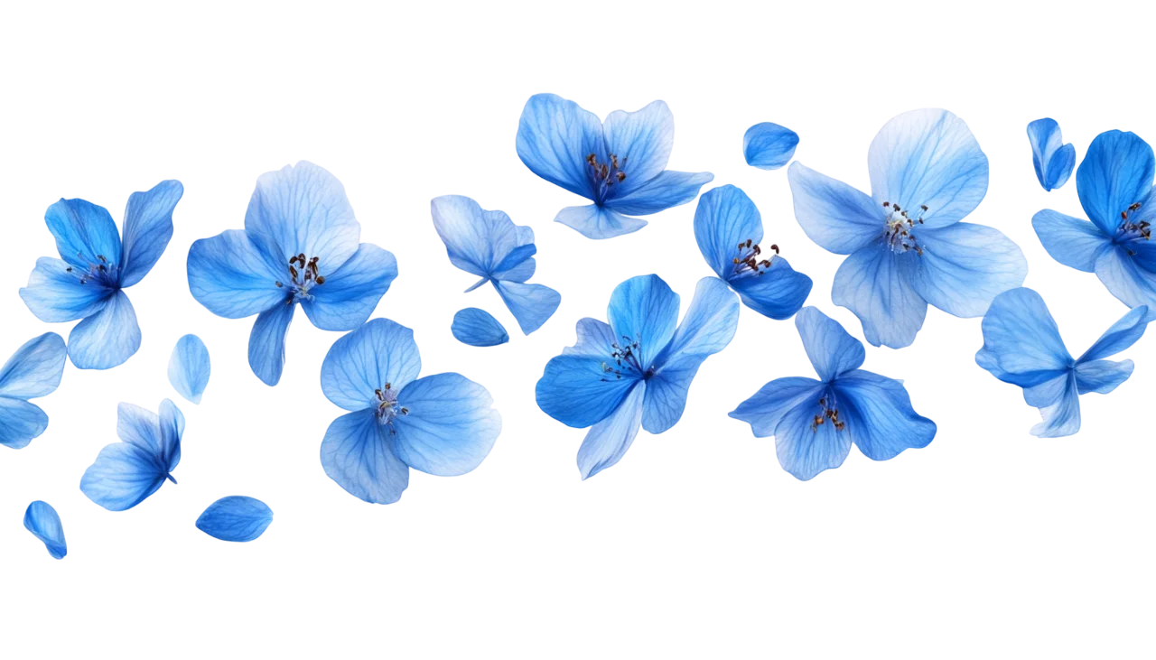 Falling Light Blue Flower Petals Floating Frame Free PNG